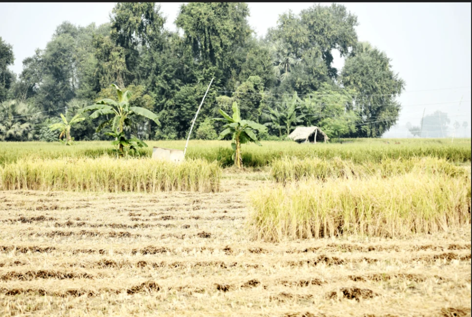 Kharsodkhurd, Madhya Pradesh, India preview 3