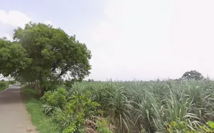 Baraut, Uttar Pradesh 250611, India preview 3