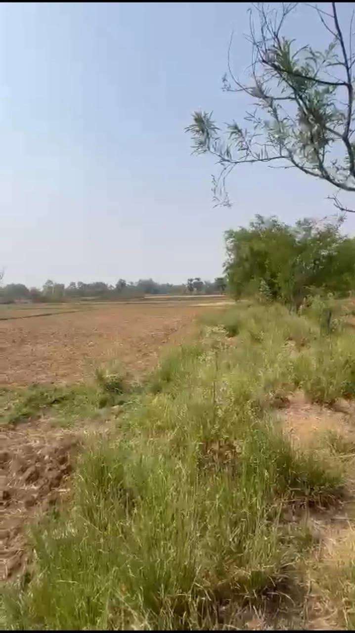 Dulhin Bazar - Naubatpur Rd, Pila Chak, Bihar, India