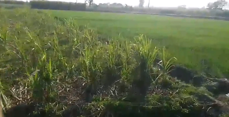 Sikandra Rao, Uttar Pradesh 204215, India