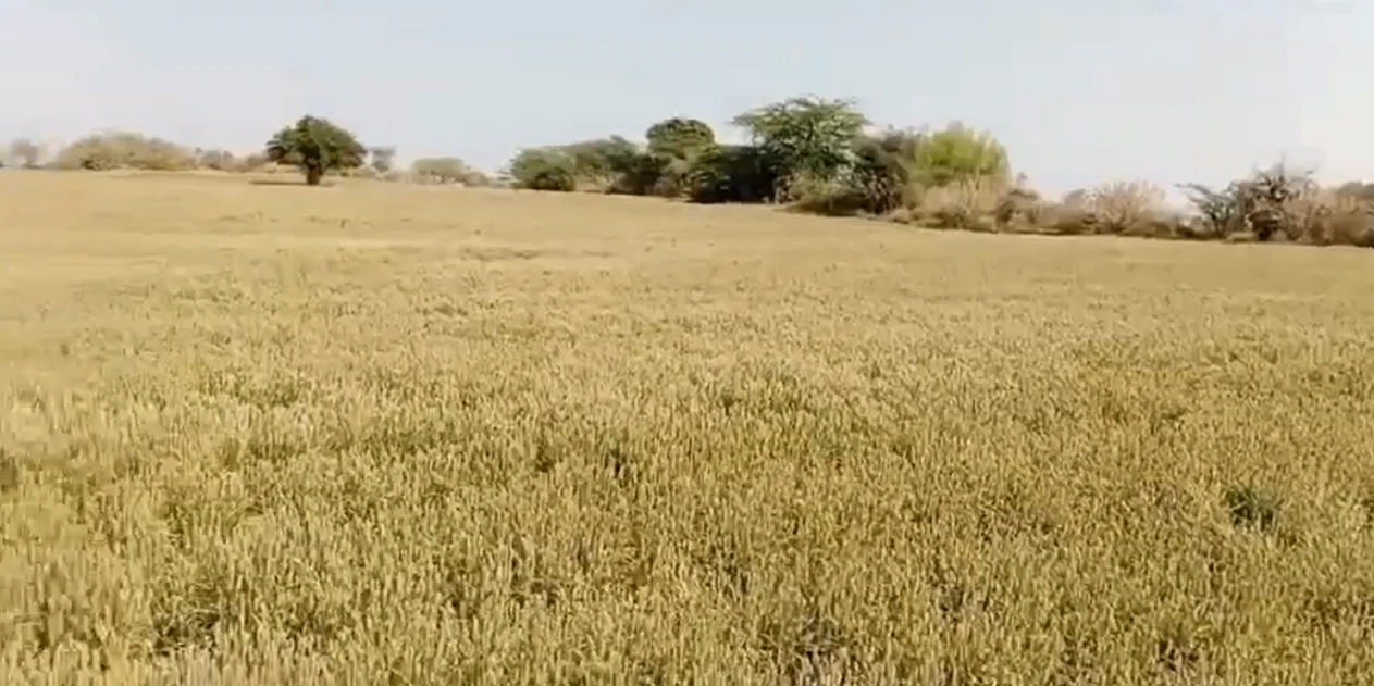 35FR+G9 Chak Dharsoni, Rajasthan, India