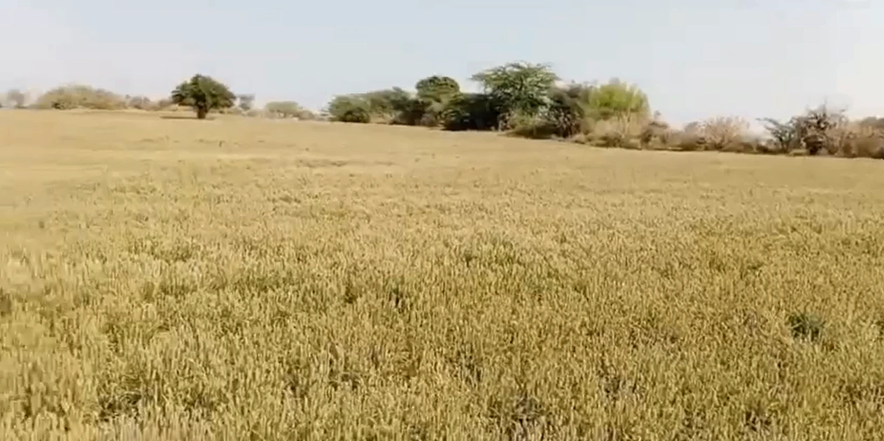 35FR+G9 Chak Dharsoni, Rajasthan, India