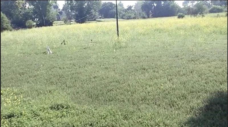 Ganj Basoda, Madhya Pradesh 464221, India preview 4