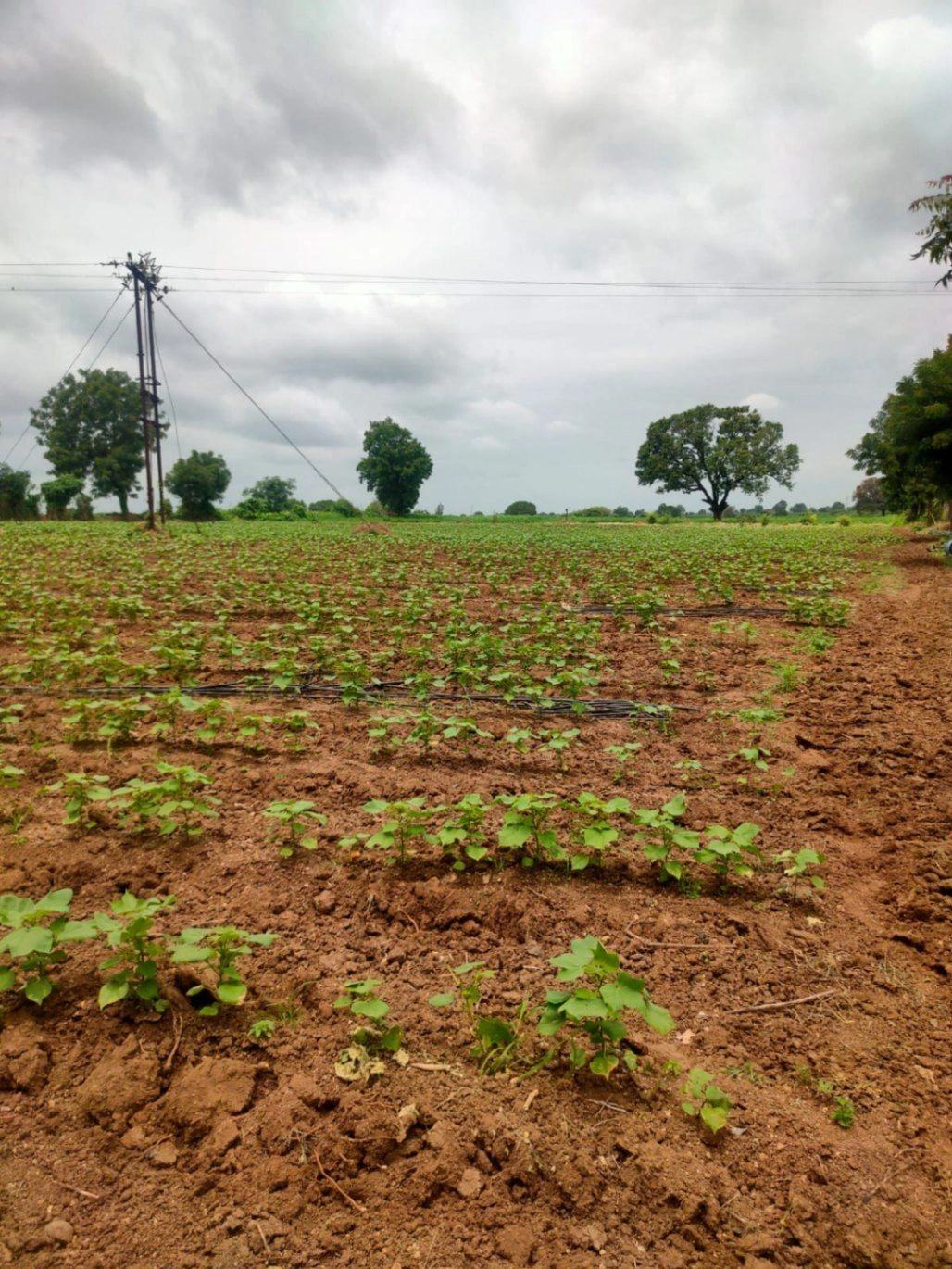 J7P4+CQ4, Akola District, Borgaon, Maharashtra 444102, India
