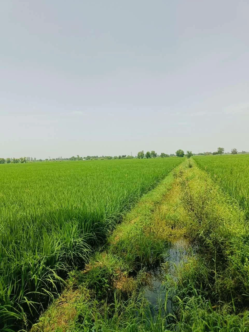Bhudri, Mathura, Uttar Pradesh 281206, India