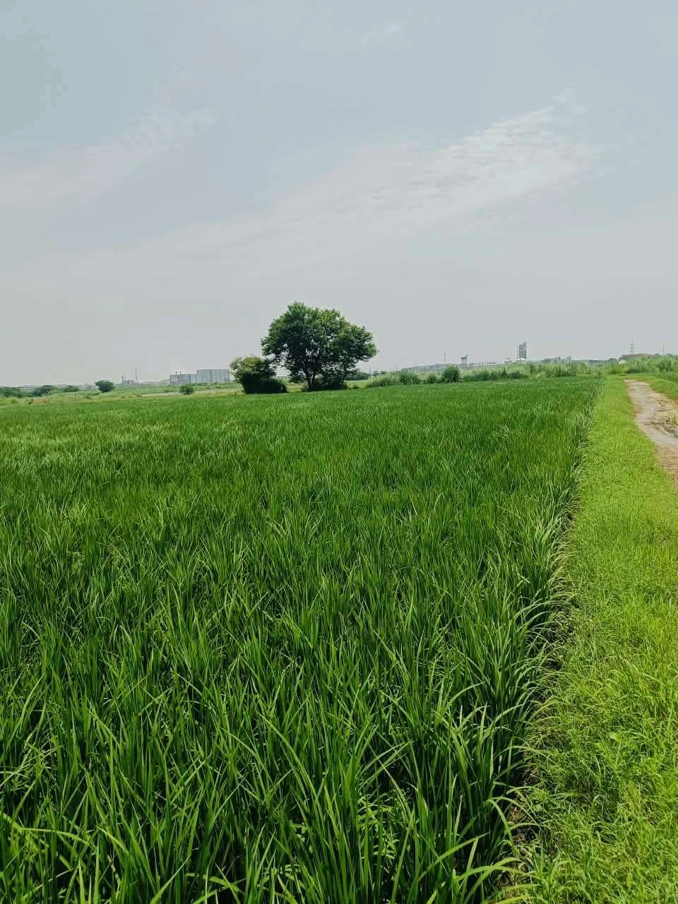 Biswan, Sitapur, Uttar Pradesh 261201, India