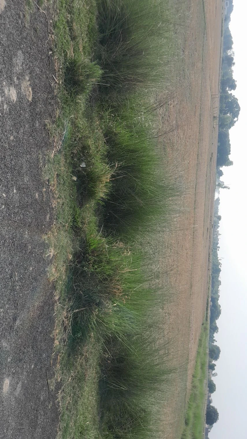 P5M7+M52, Malik Pur, Chandpur Harbanshpur, Uttar Pradesh 224133, India