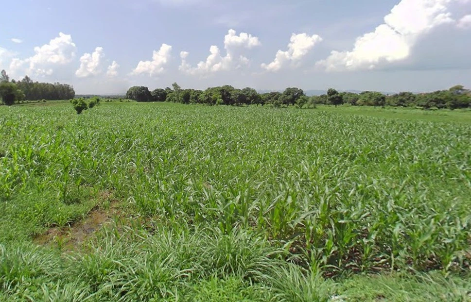 Bhauwala, Uttarakhand 248007, India