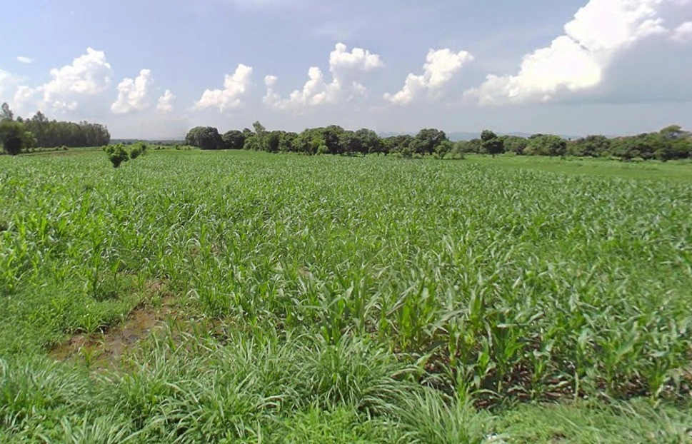 Bhauwala, Uttarakhand 248007, India