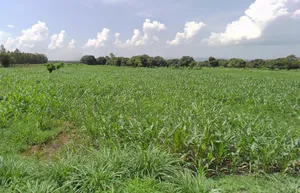 Bhauwala, Uttarakhand 248007, India preview 3