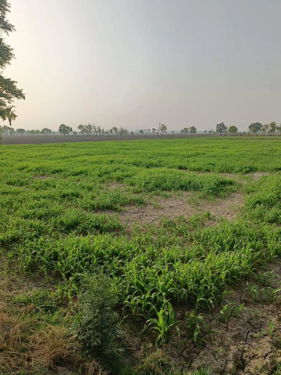 Tentigaon, Uttar Pradesh, India