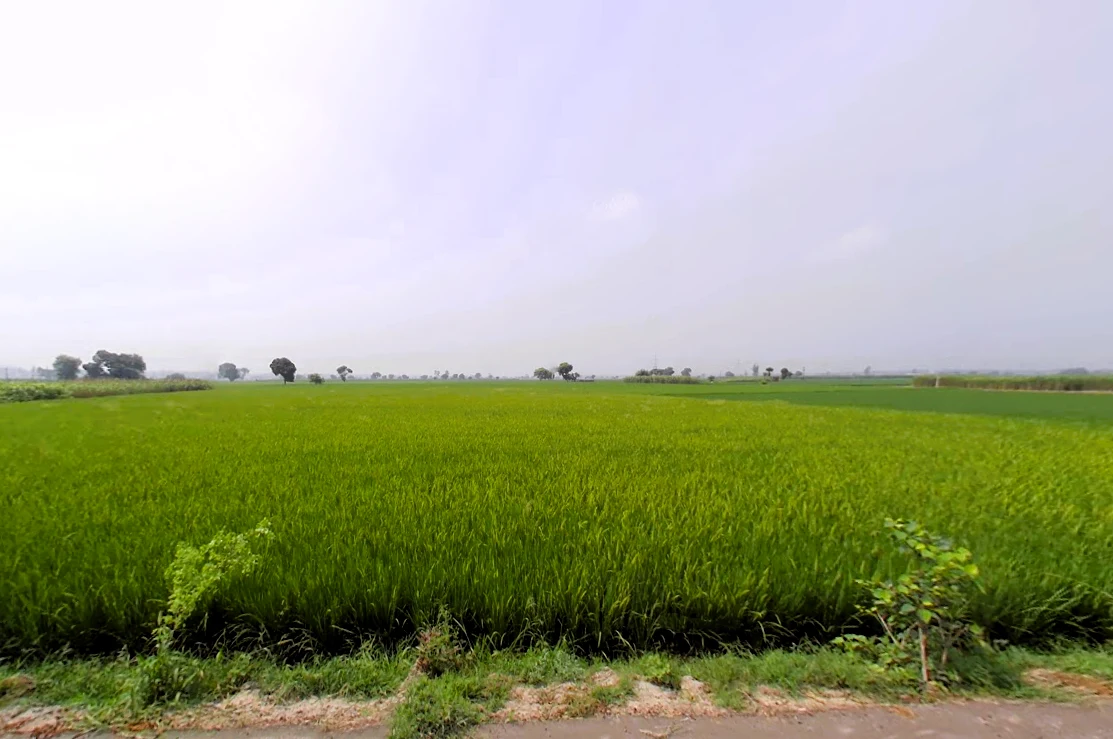 Rajana, Haryana, India
