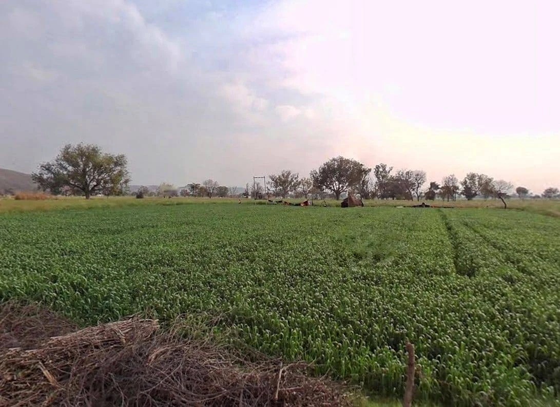 Pali, Rajasthan 301001, India