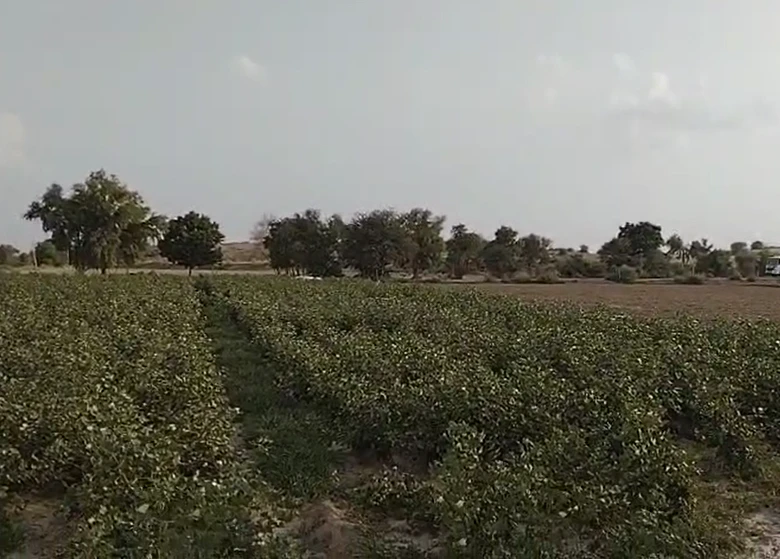 83RX+G2 10 Stb, Hanumangarh, Rajasthan, India