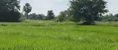 H77M+W9 Kummera, Nagarkurnool, Telangana, India preview 2