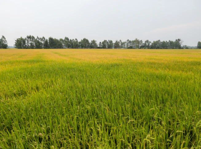 MQ77+P8R, NH 31, Dakshin Chak Maulani, Moulani, West Bengal 735302, India