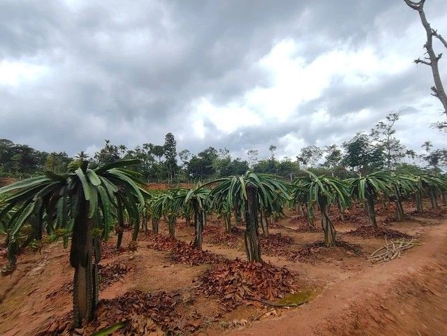 R27W+86 Payyampally, Kerala, India