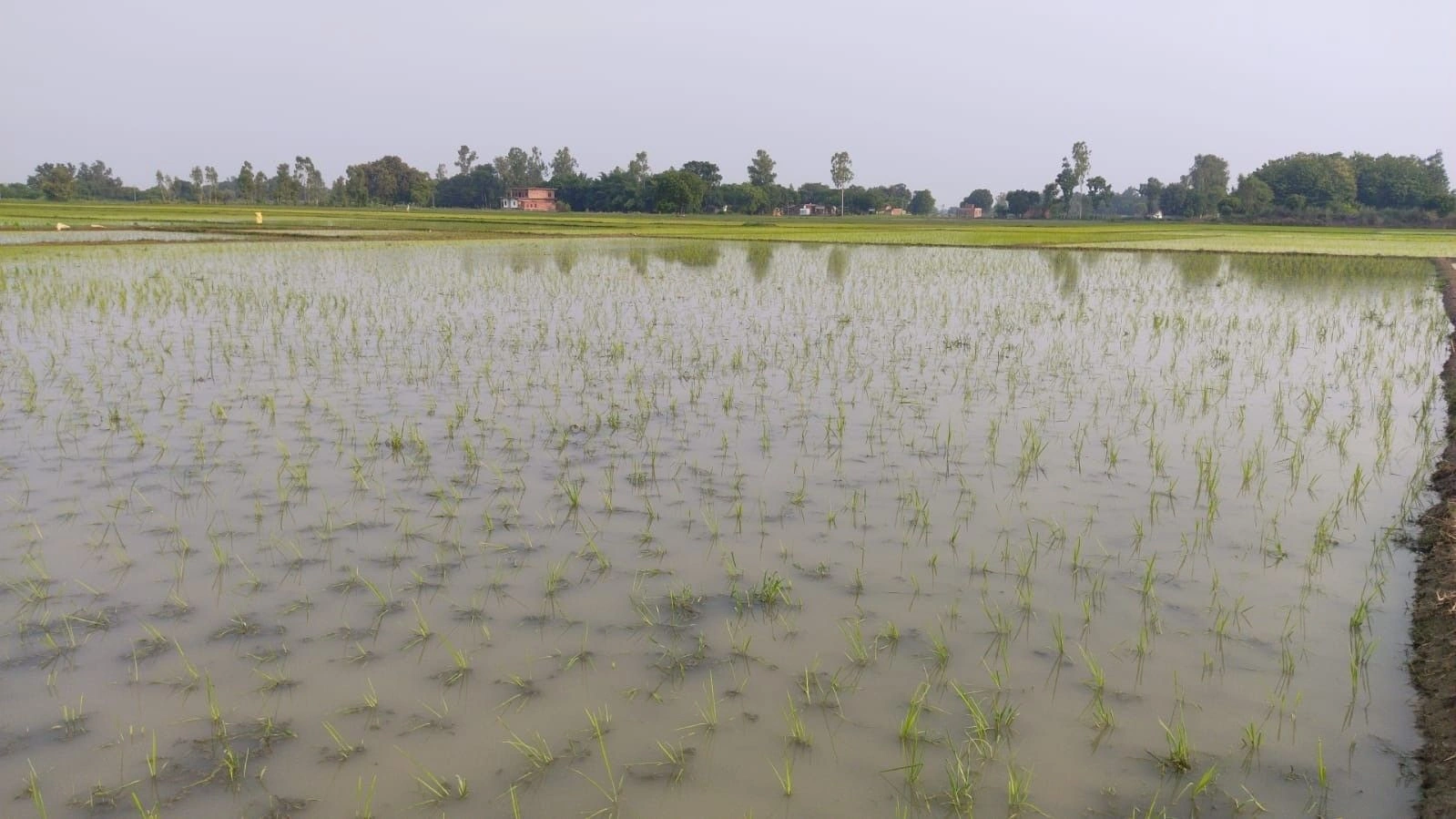 Keshopur, Ambedkar Nagar, Uttar Pradesh 204212, India
