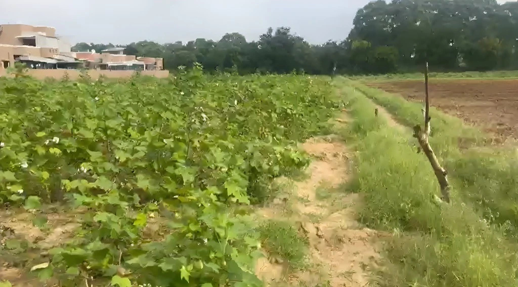 R5Q4+VQ8, Hansapur Part, Gujarat 384266, India