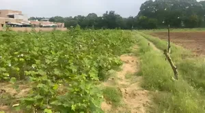 R5Q4+VQ8, Hansapur Part, Gujarat 384266, India preview 3