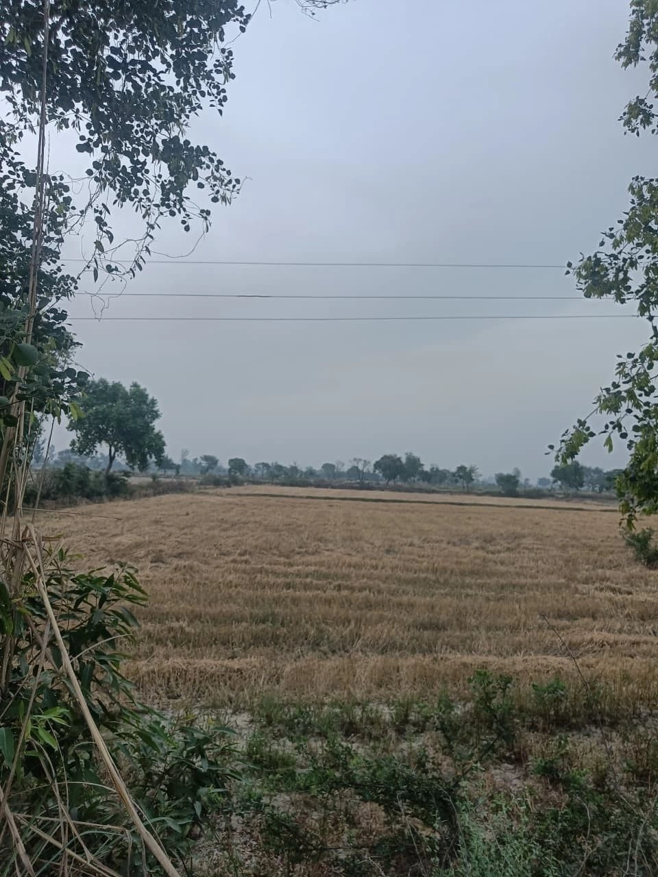 Bandai, Rajasthan 306421, India
