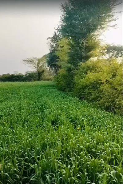 00, Sarsawa, Uttar Pradesh 247232, India preview 2
