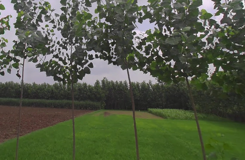 Rampur Maniharan Dehat, Uttar Pradesh 247451, India