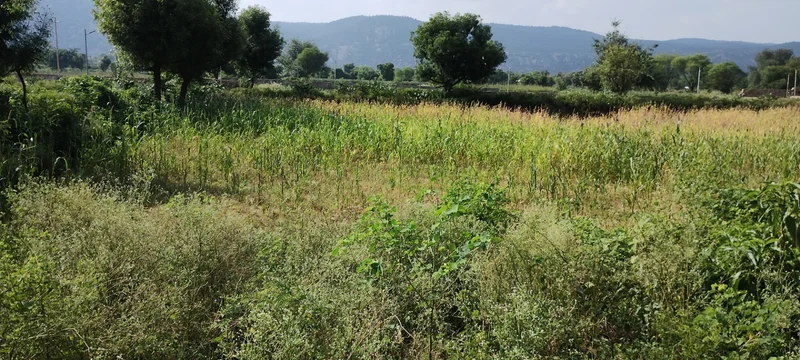 Dadhikar, Rajasthan 301001, India preview 2