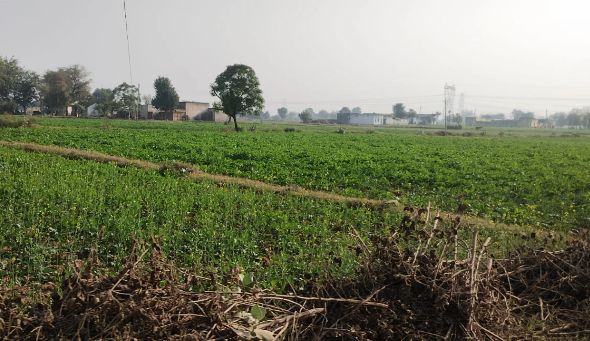 W743+42F, Raipur, Punjab 151505, India