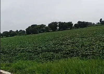 Berchha, Shajapur, Madhya Pradesh 465110, India preview 3