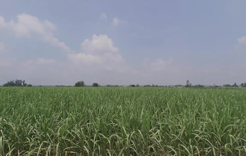 Himmatpura, Punjab 142039, India