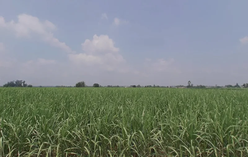 Himmatpura, Punjab 142039, India preview 2