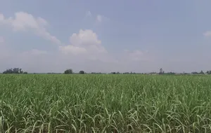 Himmatpura, Punjab 142039, India preview 2