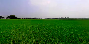 Phagwara, Punjab, India preview 3