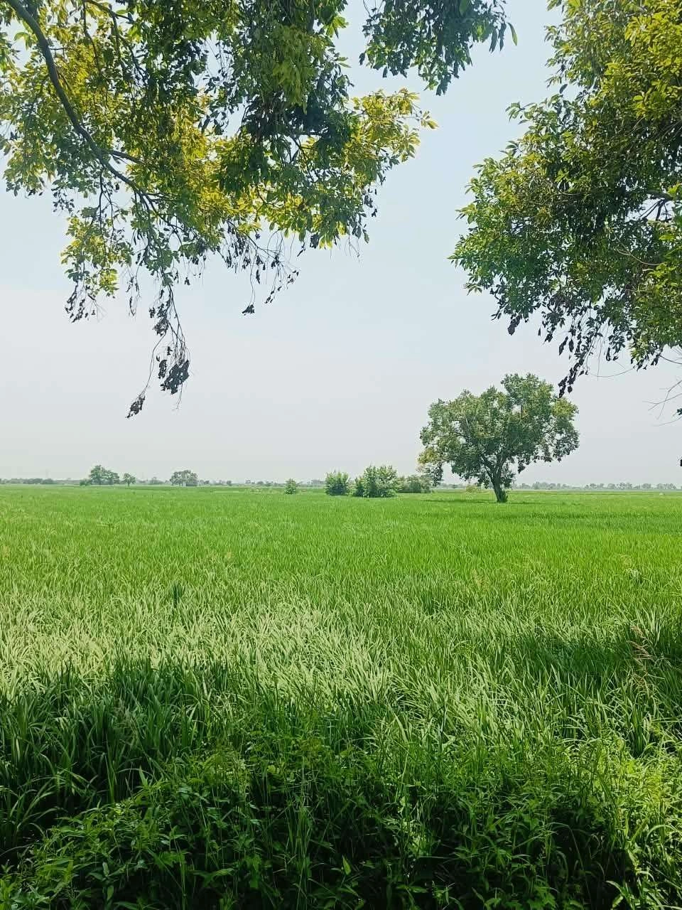 Borpa, Mathura, Uttar Pradesh, India