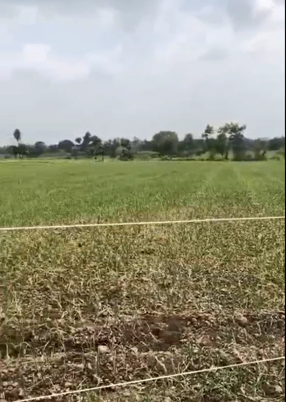 544F+XVC, Mandsaur, Sindwan, Madhya Pradesh, India - Photo 3