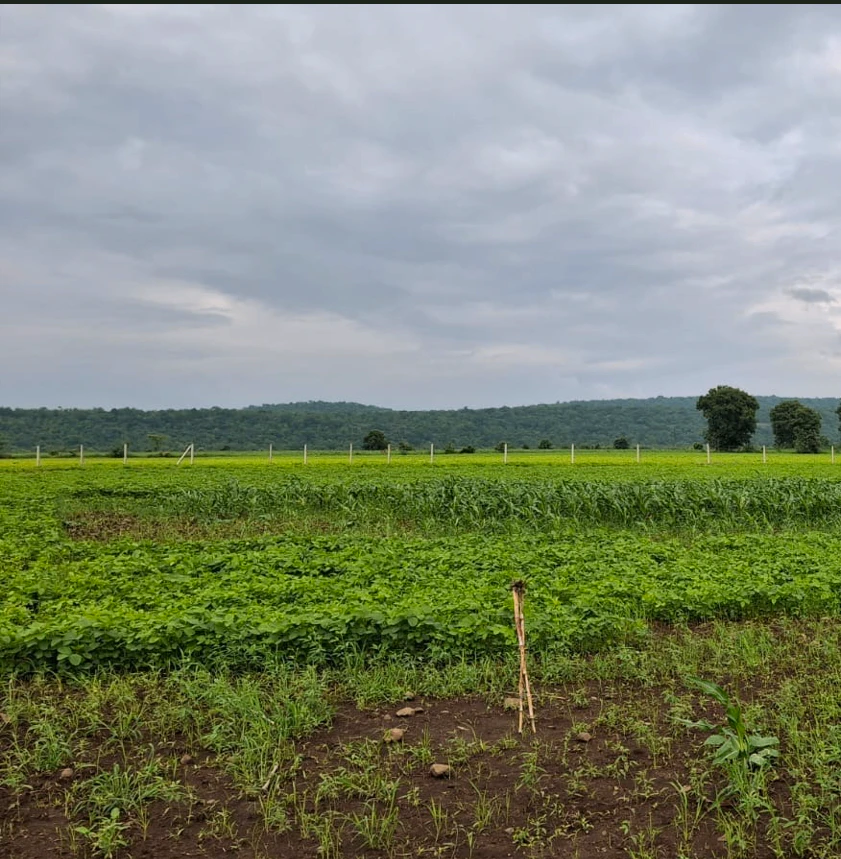 Nasirpura, Saharanpur, Uttar Pradesh 247232, India