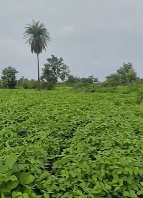 Maihar, Madhya Pradesh 485771, India