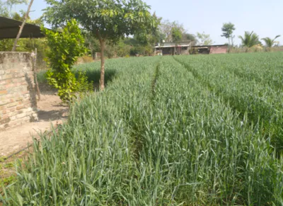 FF35+G3J, Kapurthala, Grand Trunk Rd, Dialpur, Punjab 144802, India preview 3