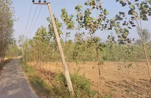 Kamalpur Aht., Uttar Pradesh 247662, India preview 3