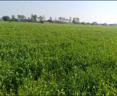 Bilgaon, Madhya Pradesh 481990, India preview 3