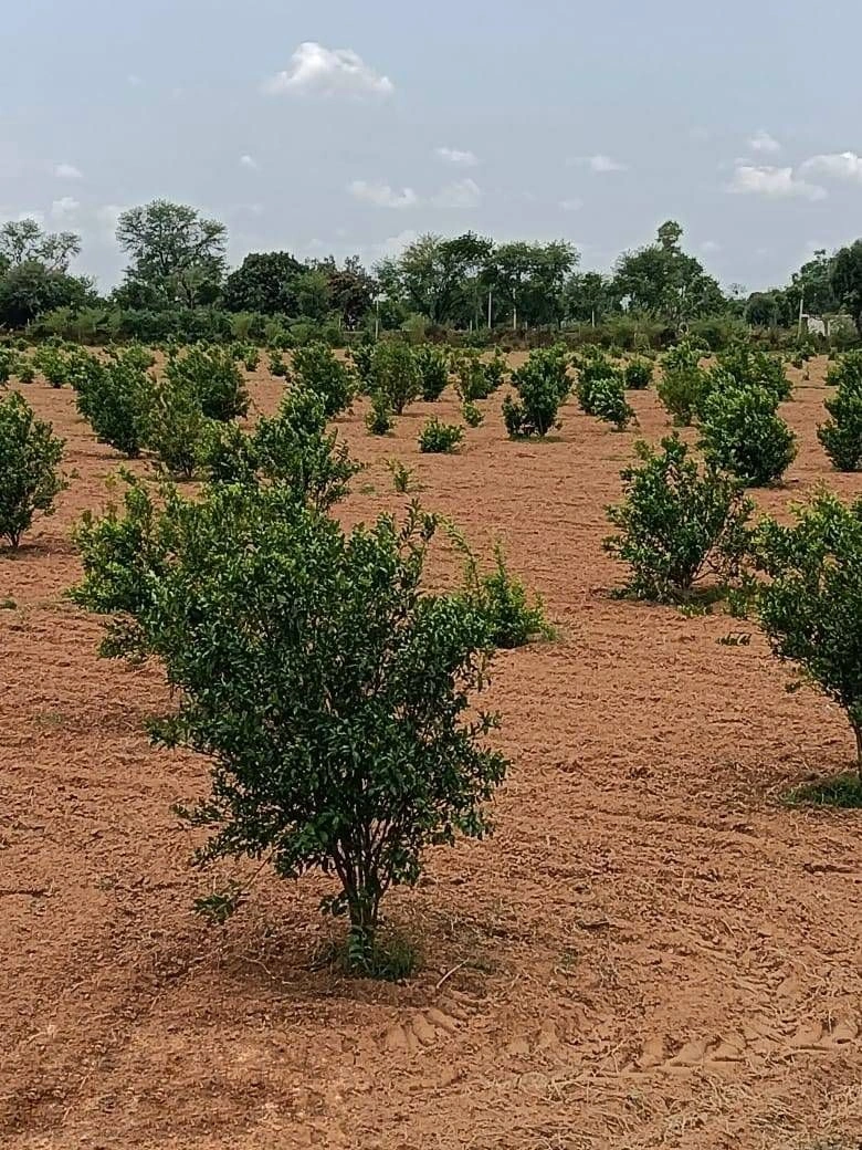 H54J+GM Daulatpura, Rajasthan, India