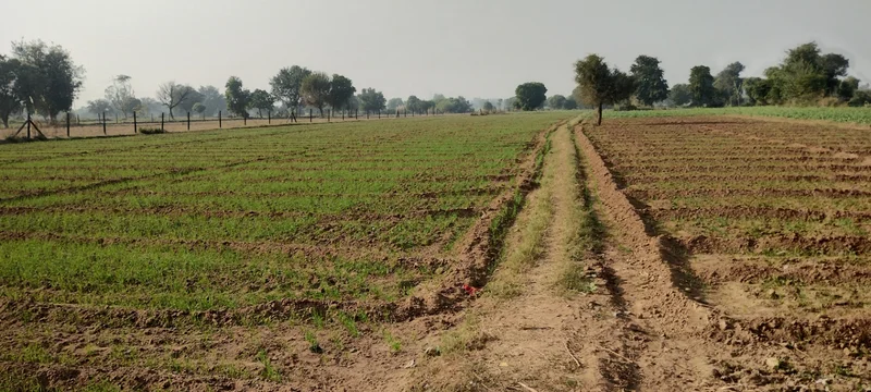 Govardhan, Uttar Pradesh, India preview 2