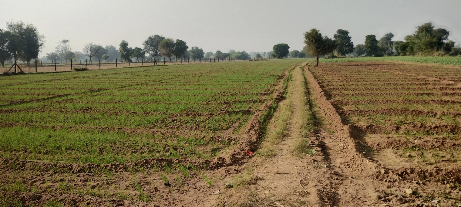 Govardhan, Uttar Pradesh, India