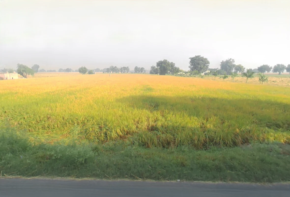 Ellenabad, Haryana 125102, India