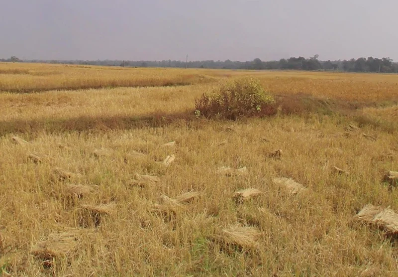 5WCX+H8H, Naya Raipur-Arang Rd, Arang, Chhattisgarh 493441, India preview 3