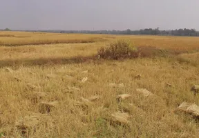 5WCX+H8H, Naya Raipur-Arang Rd, Arang, Chhattisgarh 493441, India preview 3