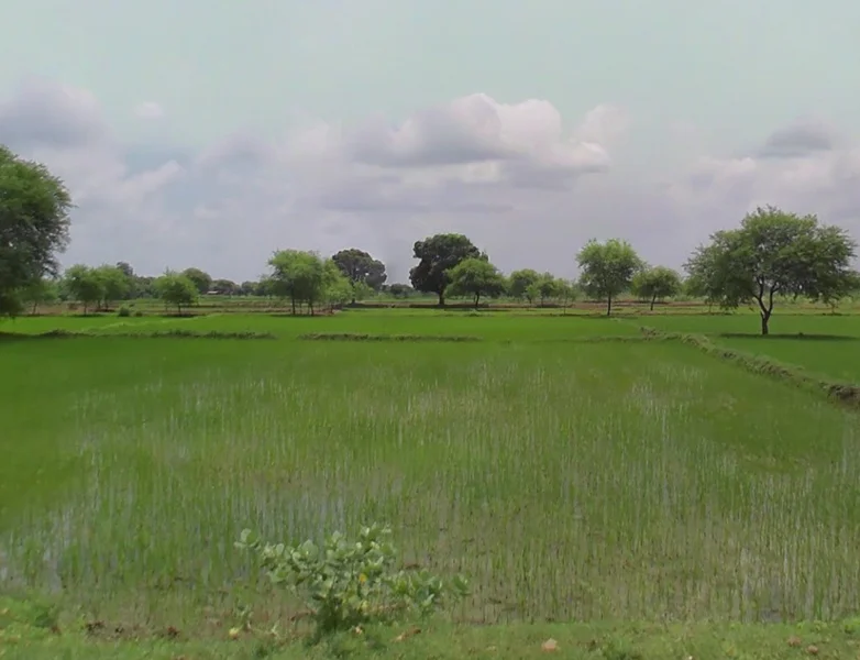 Kathiya-2, Chhattisgarh 493661, India preview 2