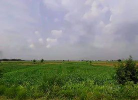 VWQX+G2G, Nawli, Haryana 122108, India preview 3