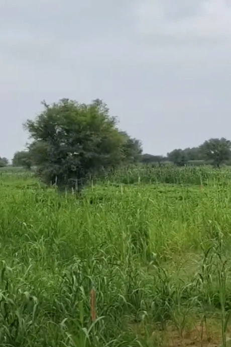 FJFF+3R Padri Kalan, Unnao, Uttar Pradesh, India